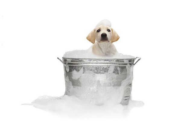 Собака моется Собака моется